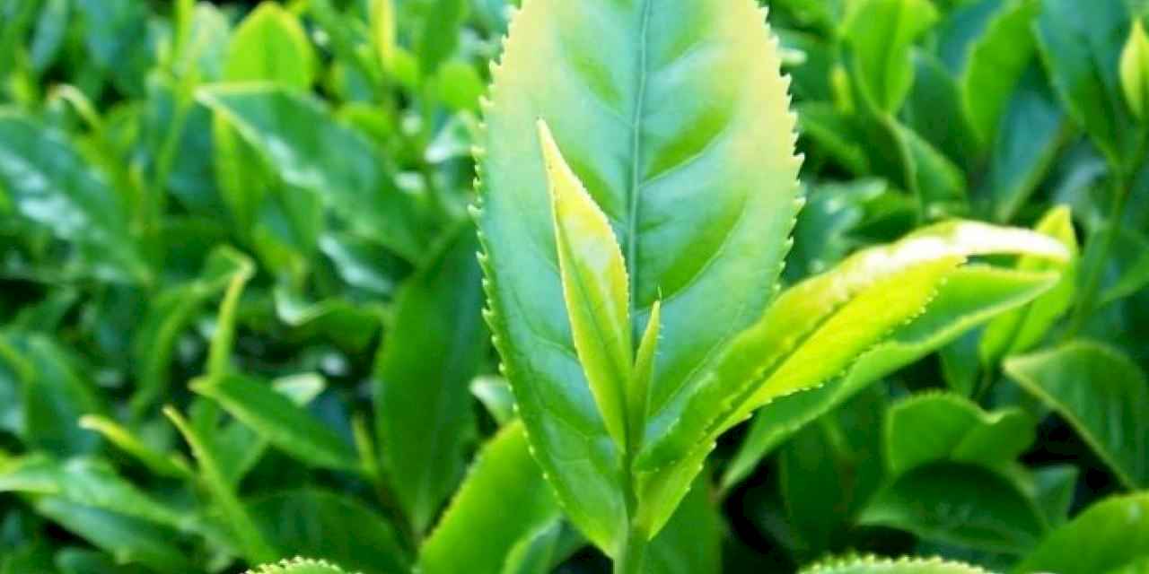 Çay üreticilerine destek ödemeleri yapılıyor