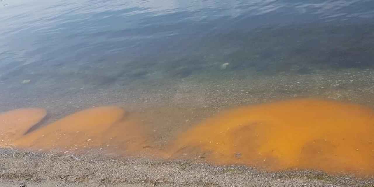 Prof. Dr. Mustafa Sarı paylaştı... Marmara'da alg çoğalması!