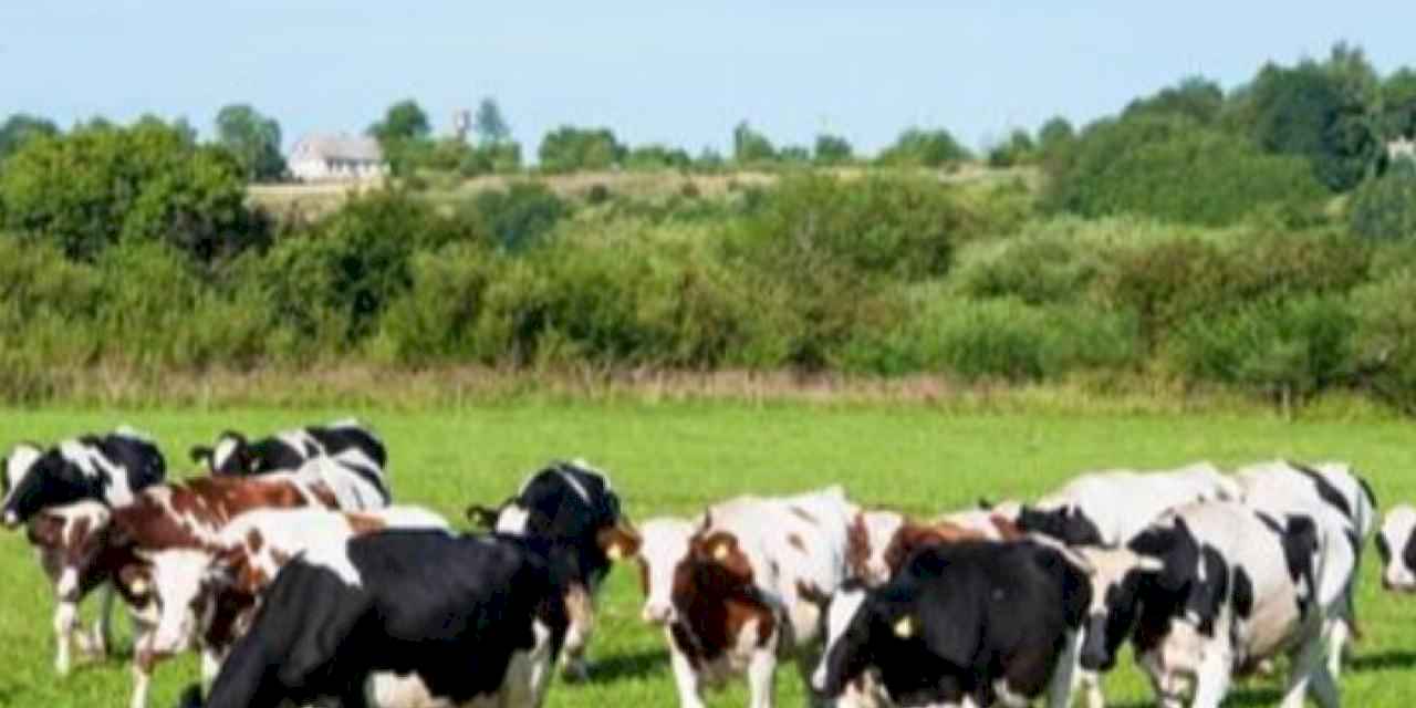 IPARD II programı ile 45 projeye 210,6 milyon TL hibe desteği