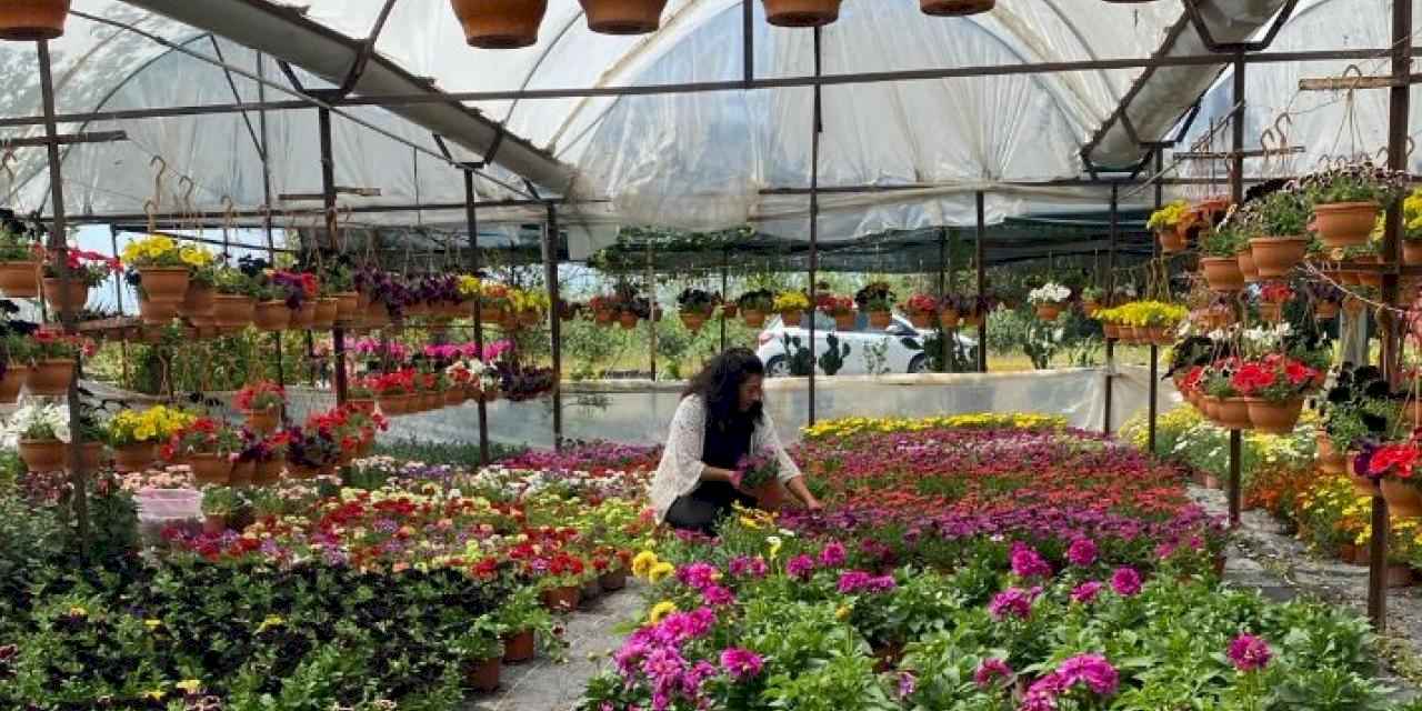 Yaz sezonu çiçek üretimi başladı