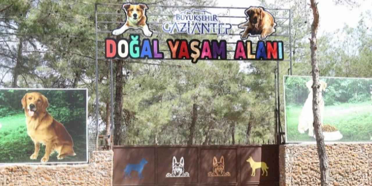 Gaziantep Büyükşehir, sokak hayvanlarına sahip çıkıyor
