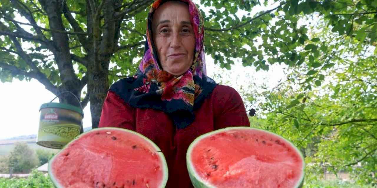 Kocaeli'nin karpuz tohumu üreticilere teslim ediliyor