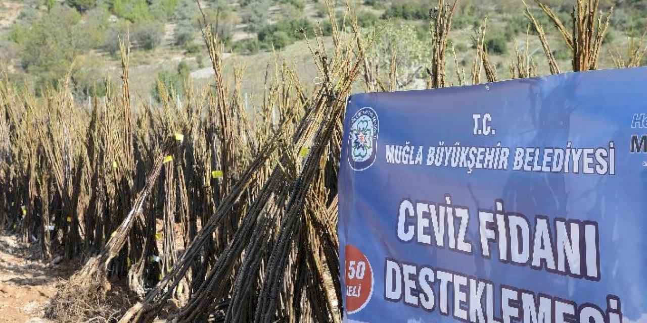 Muğla'da meyve fidanı dağıtımı devam ediyor