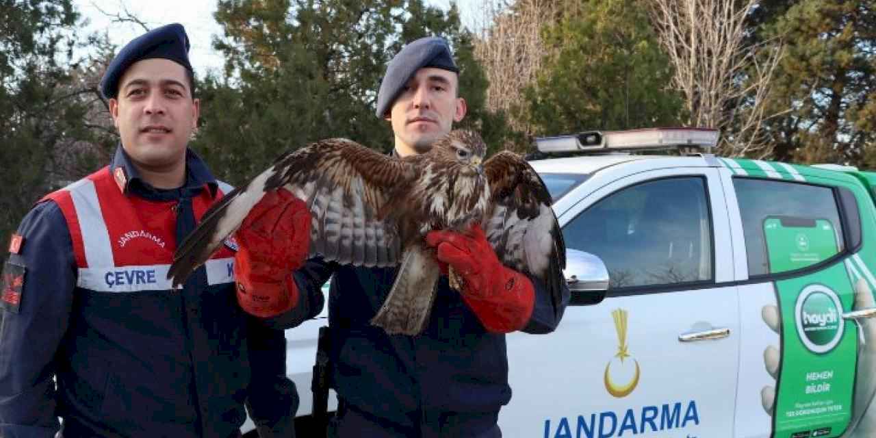 Meriç’te yaralı şahini kurtarma operasyonu