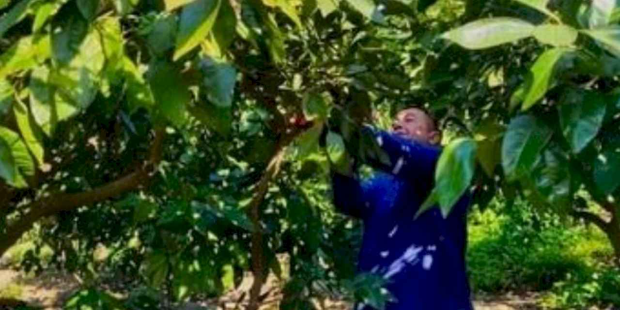 Öğrenciler  atık mandalinaları ekonomiye kazandırıyor