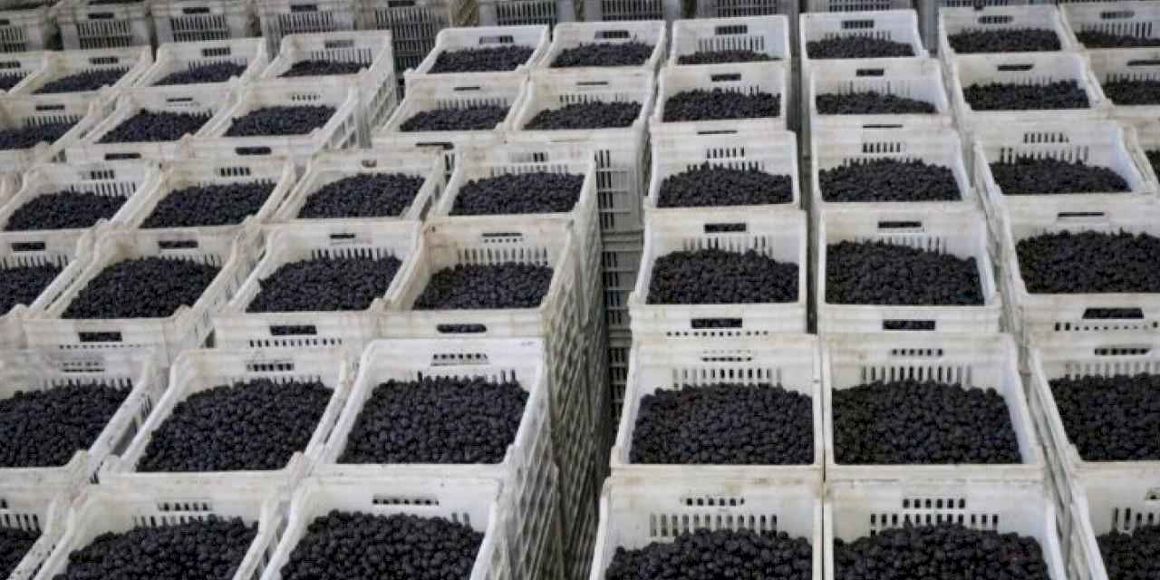 Marmarabirlik son dilim ödemeleri yapacak