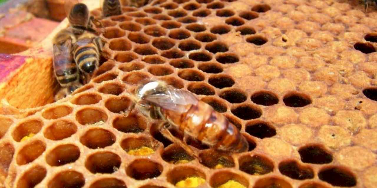 Arı ürünlerine ilişkin önemli düzenleme