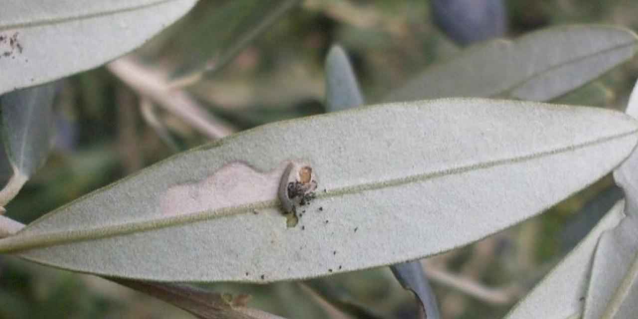 Bursa'da 'zeytin güvesi' ile ilaçlama mücadelesi başladı