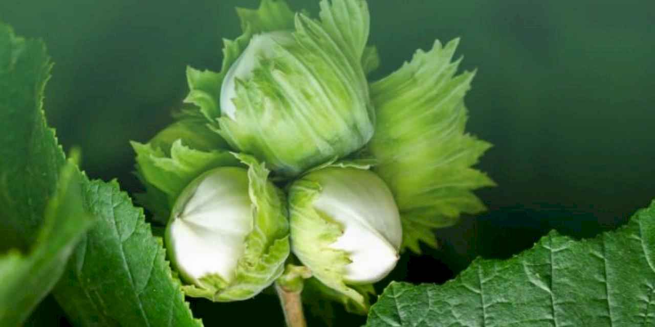 945 milyon TL'lik tarımsal destekler yatırılıyor