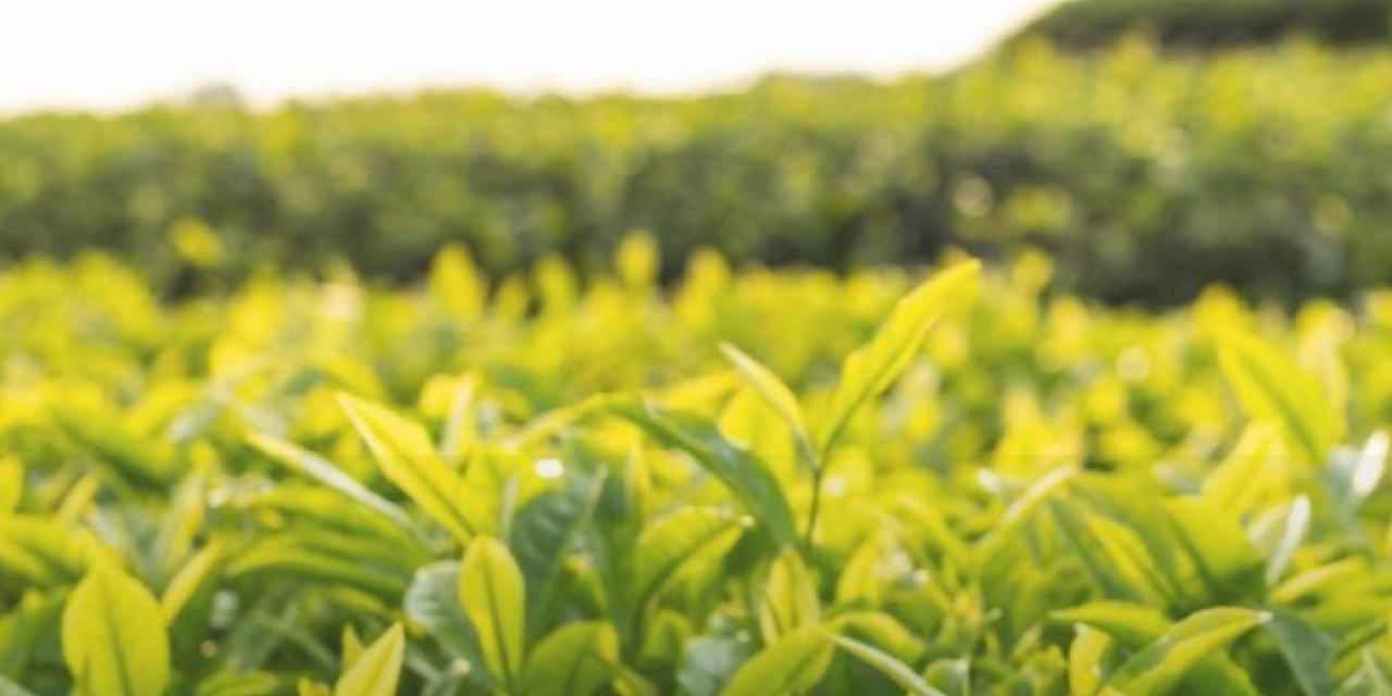 Yaş çay alım fiyatı belirlendi