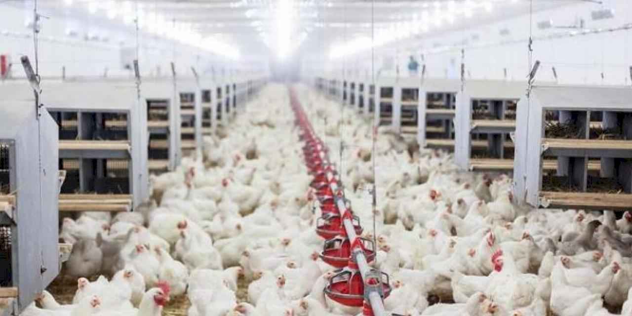 Tavuk yumurtası üretimi yüzde 3,6 arttı
