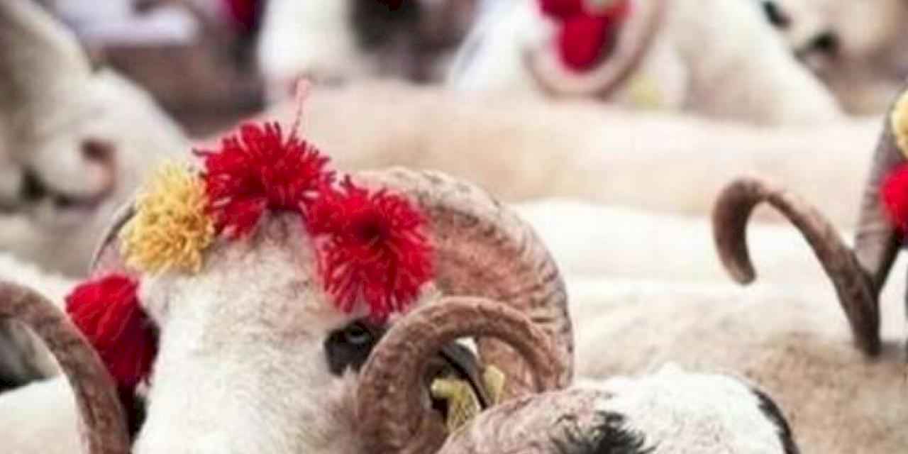 Türk Kızılayı'nın kurban vekalet fiyatları belli oldu