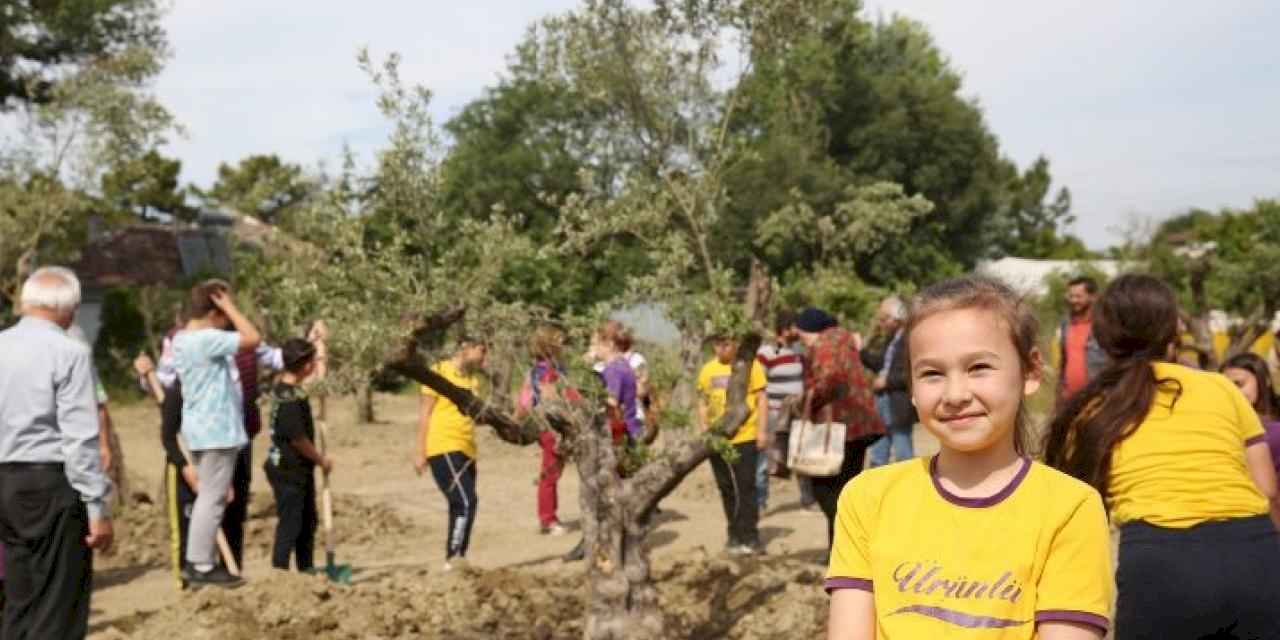 Zeytin ağaçları yeni yerine taşındı 