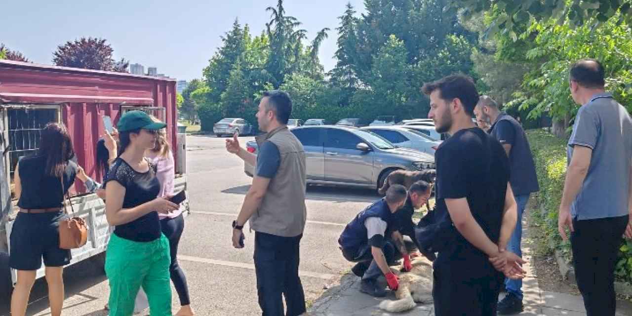 İzmit'teki saldırgan köpeklere ortak müdahale