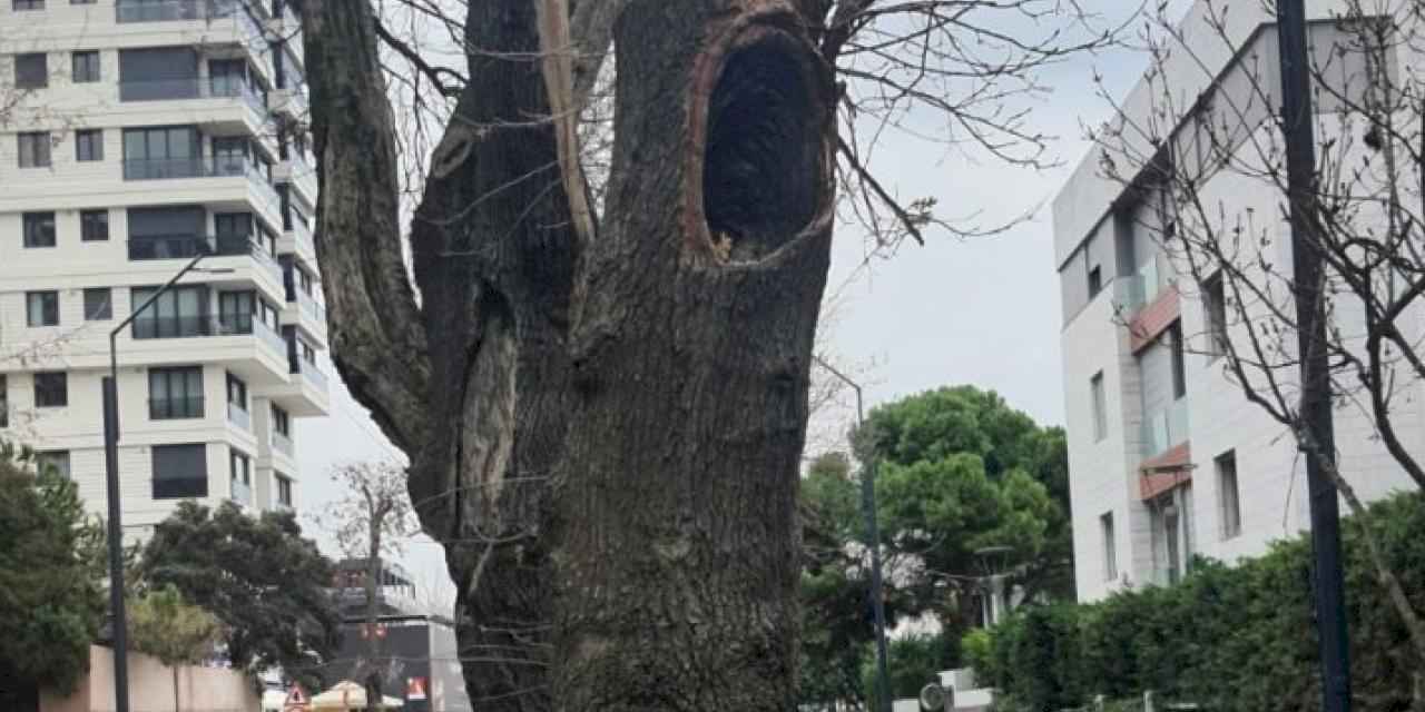 Kadıköy’de hasta ağaçların yerine yenileri dikilecek