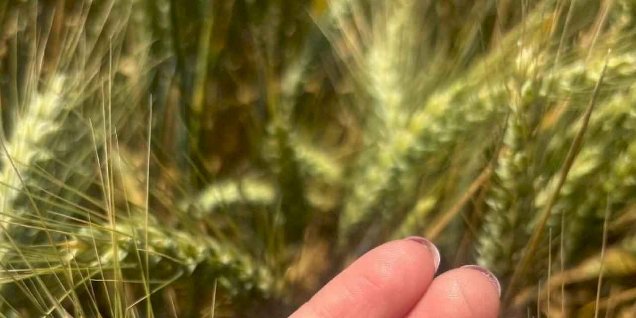 İpsalalı üreticilere buğdaylarda süne uyarısı!