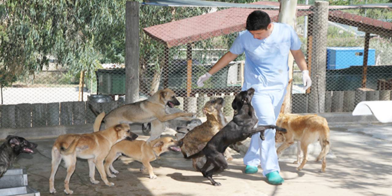 Veteriner Hekim Özçetin: 'Sokak Köpeklerinde Problemin Temel Kaynağı Kırsal'