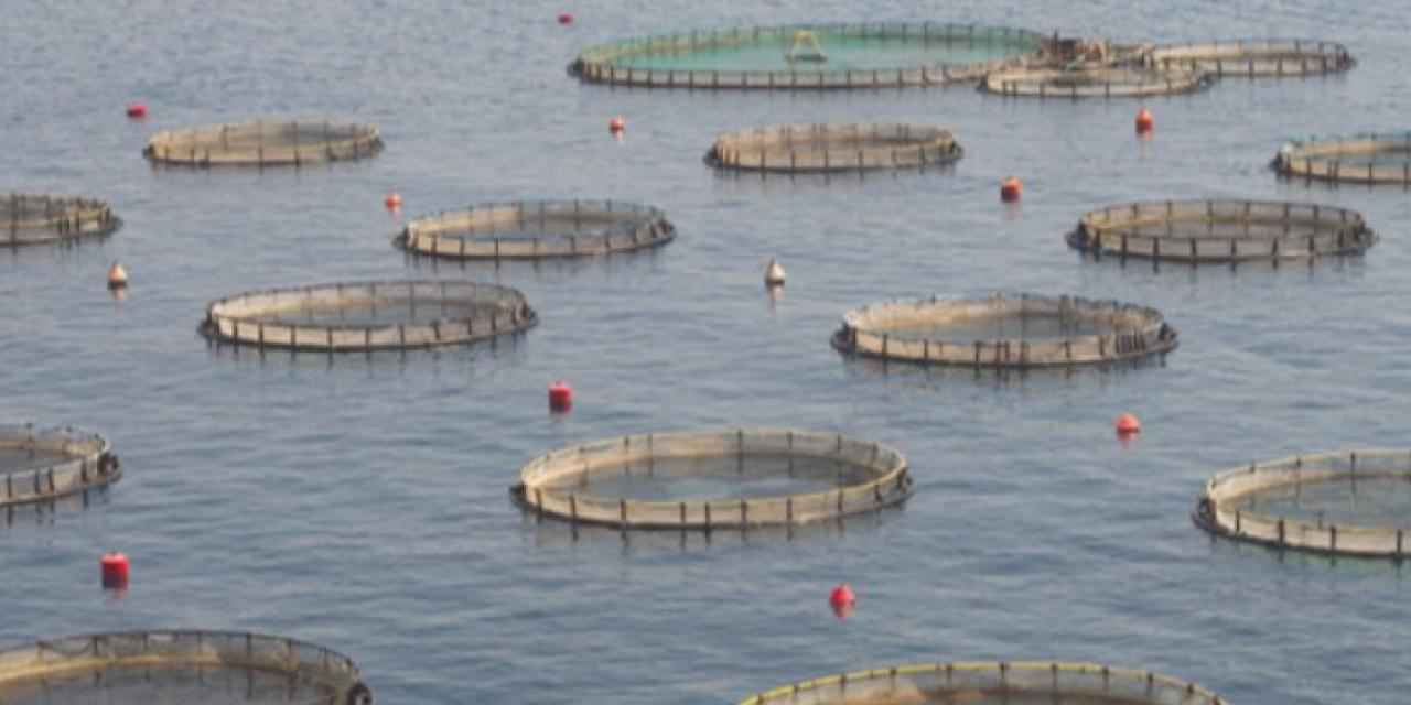 Su ürünleri üretimi yüzde 18,6 arttı