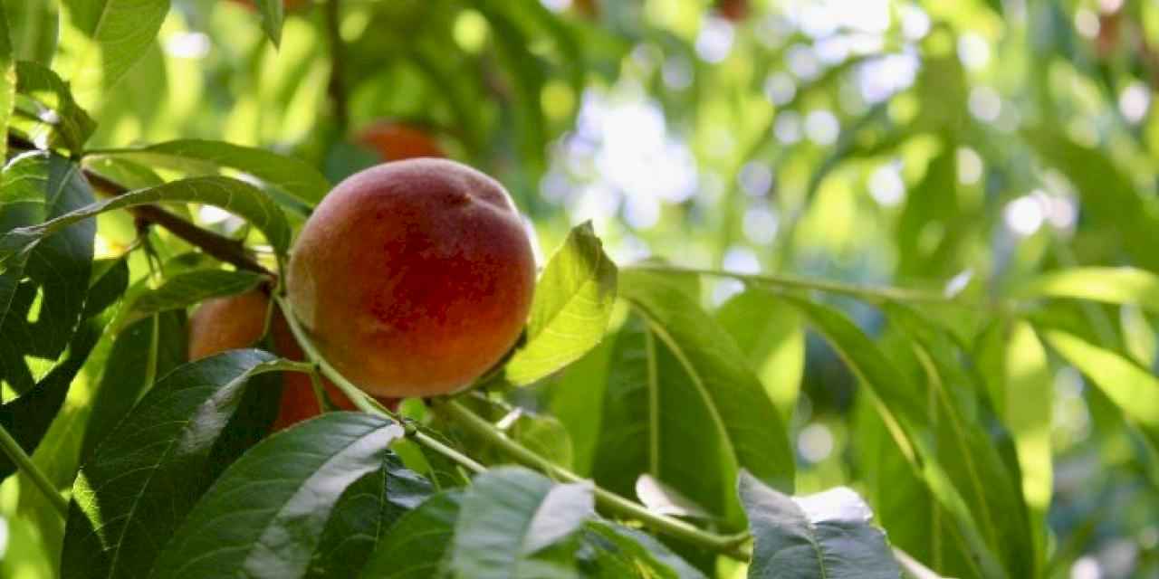 İzmir’den dünyaya şeftali
