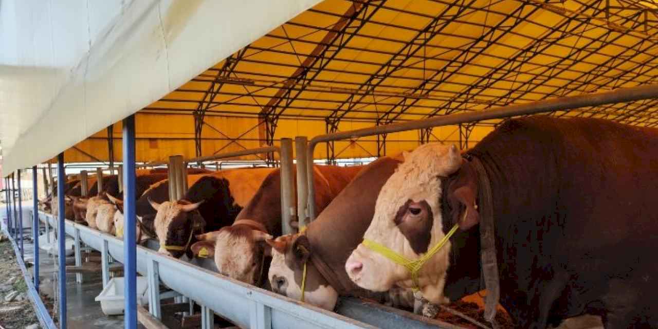 İstanbul'da 'Kurban Timi' kuruldu