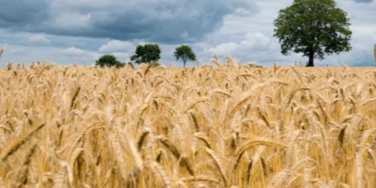 Ziraat Odası başkanlarından taban fiyatı açıklaması