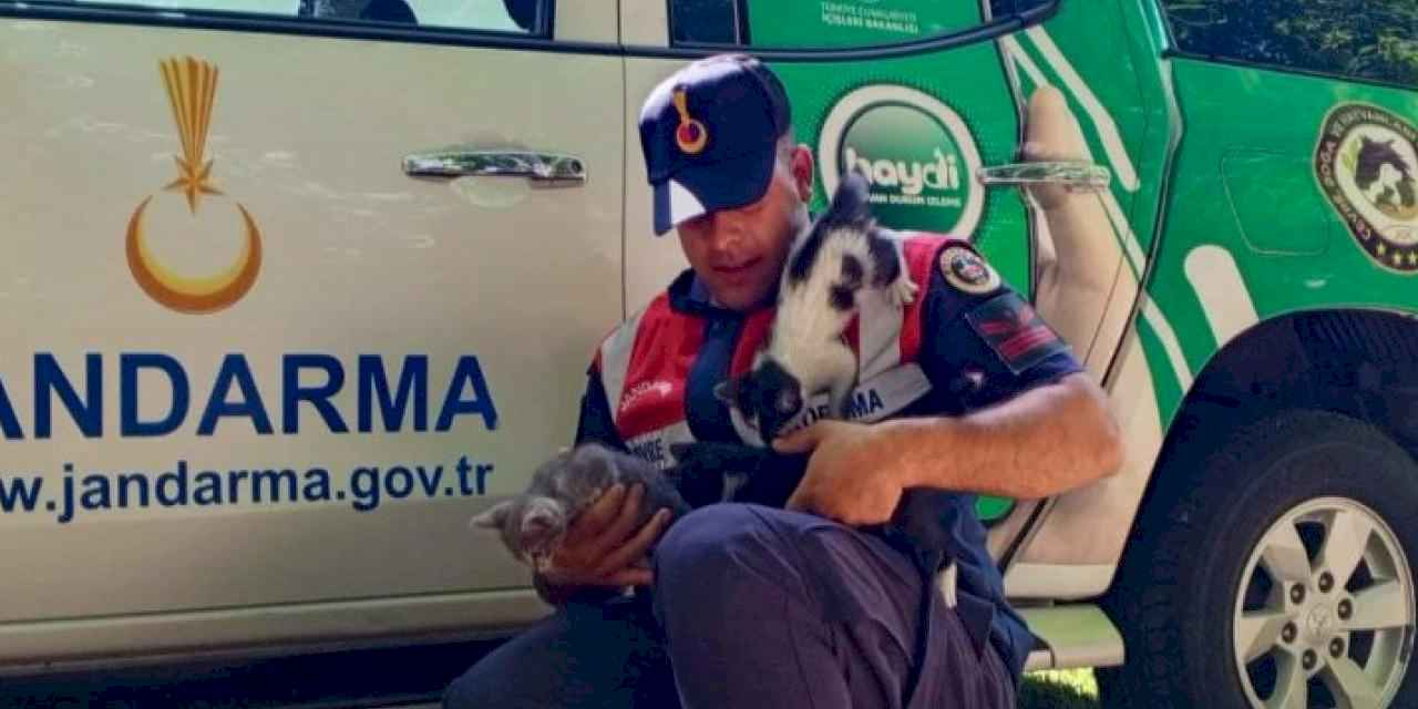 Edirne jandarma, yardıma muhtaç yavru kedileri besledi!