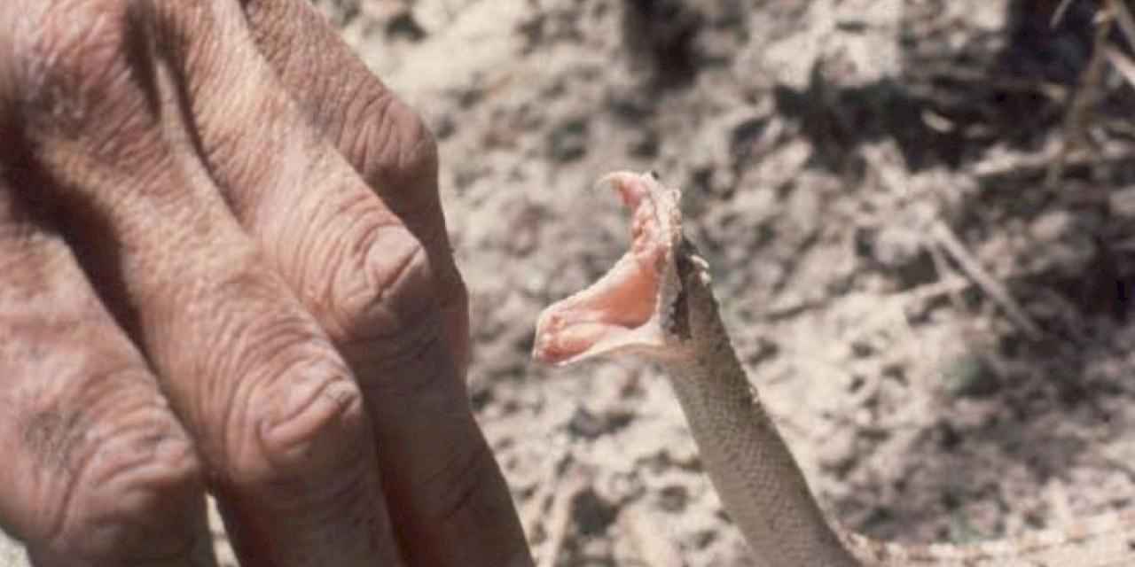 Düzce Yığılca'da yılan paniği!