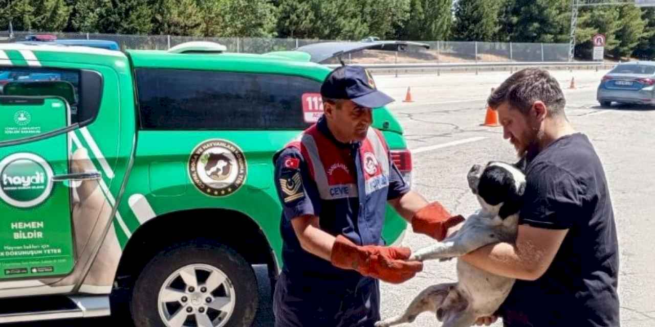 Havsa'da jandarma yaralı köpeği kurtardı