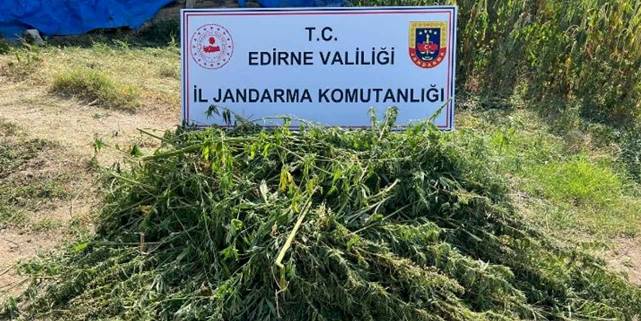 Edirne'de kaçak kenevir tarlası ele geçirildi