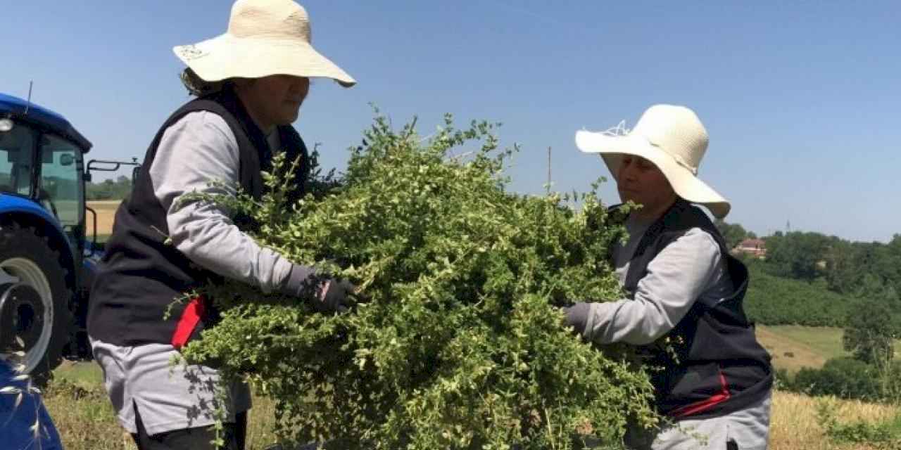 Kocaeli’de yerli ve milli makineyle kekik hasadı