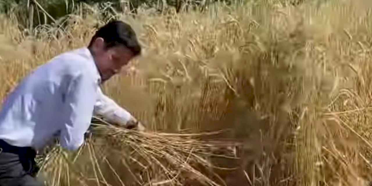 Başkan Turhan orakla ekin biçti