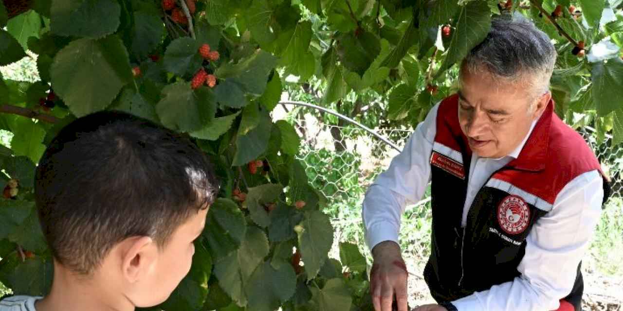 İzmir Tire’de karadut hasadı