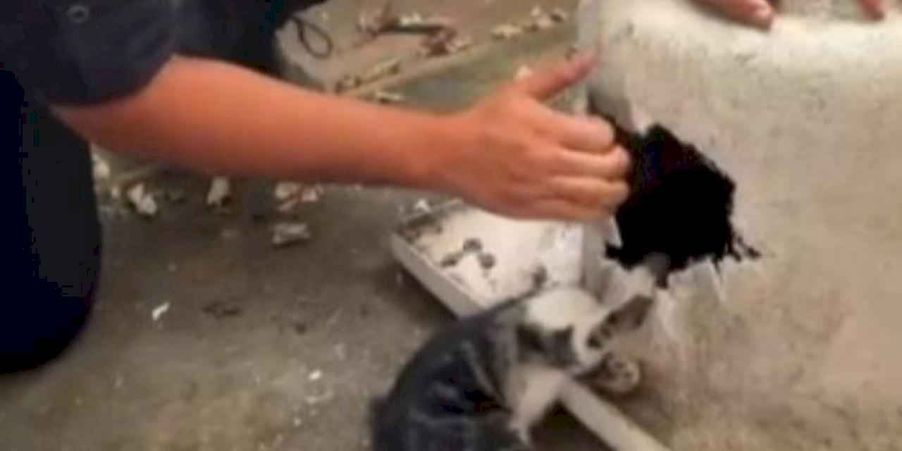 Kayseri'de yaramaz kediye itfaiyeden şefkat eli