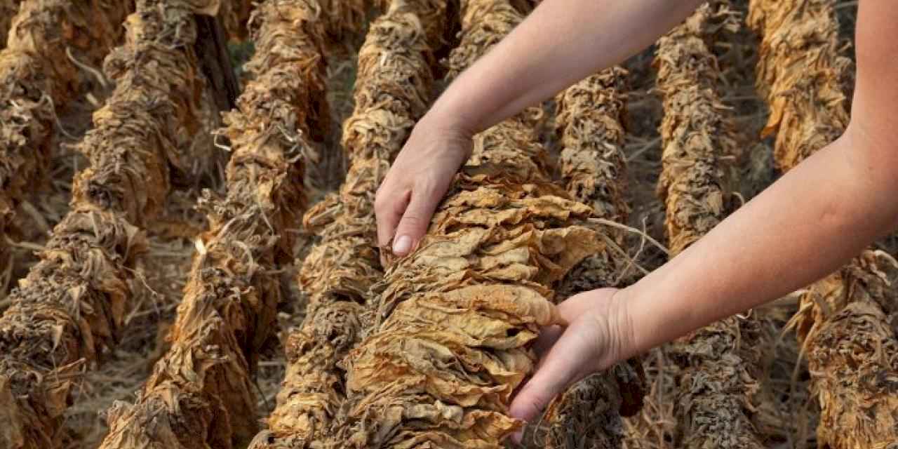 Yaprak tütün ihracatı yüzde 21 arttı