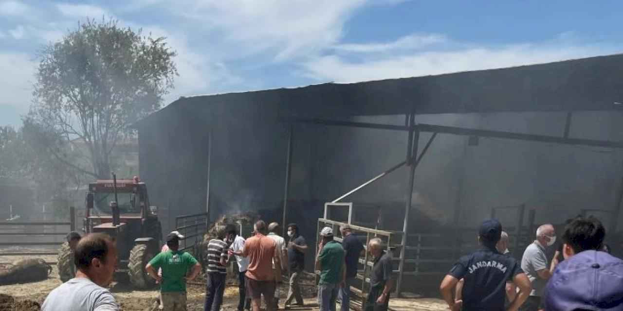 Edirne'deki yangında çok sayıda büyükbaş telef oldu