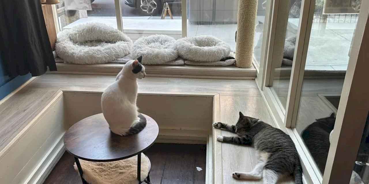 ABD'de kedi sevmeyi özleyenlerin adresi