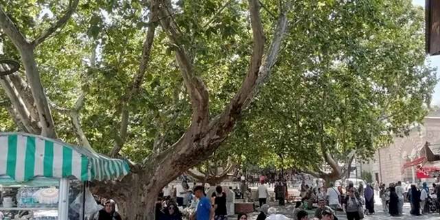 Bursa’da çınar ağaçları serinlemek için en güzel yol