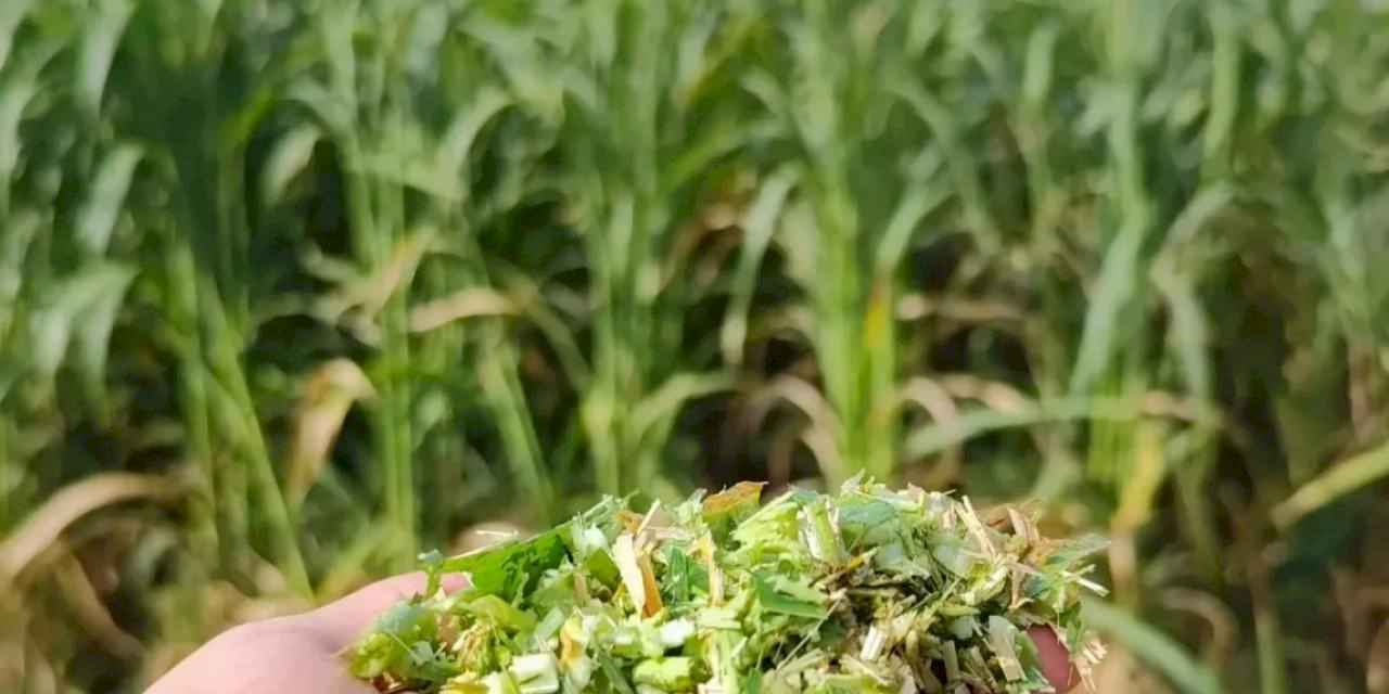 İzmir’de sorgum-sudan otu hasadı başladı