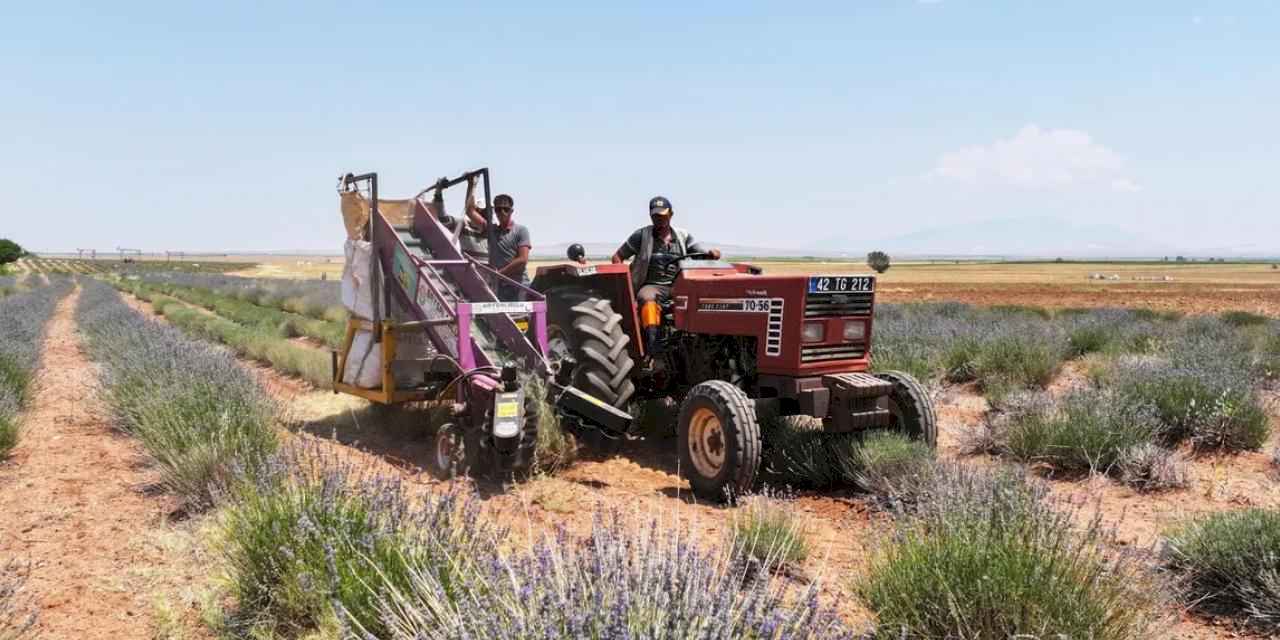 Konya'da lavanta desteği çiftçiye katkı sağlıyor