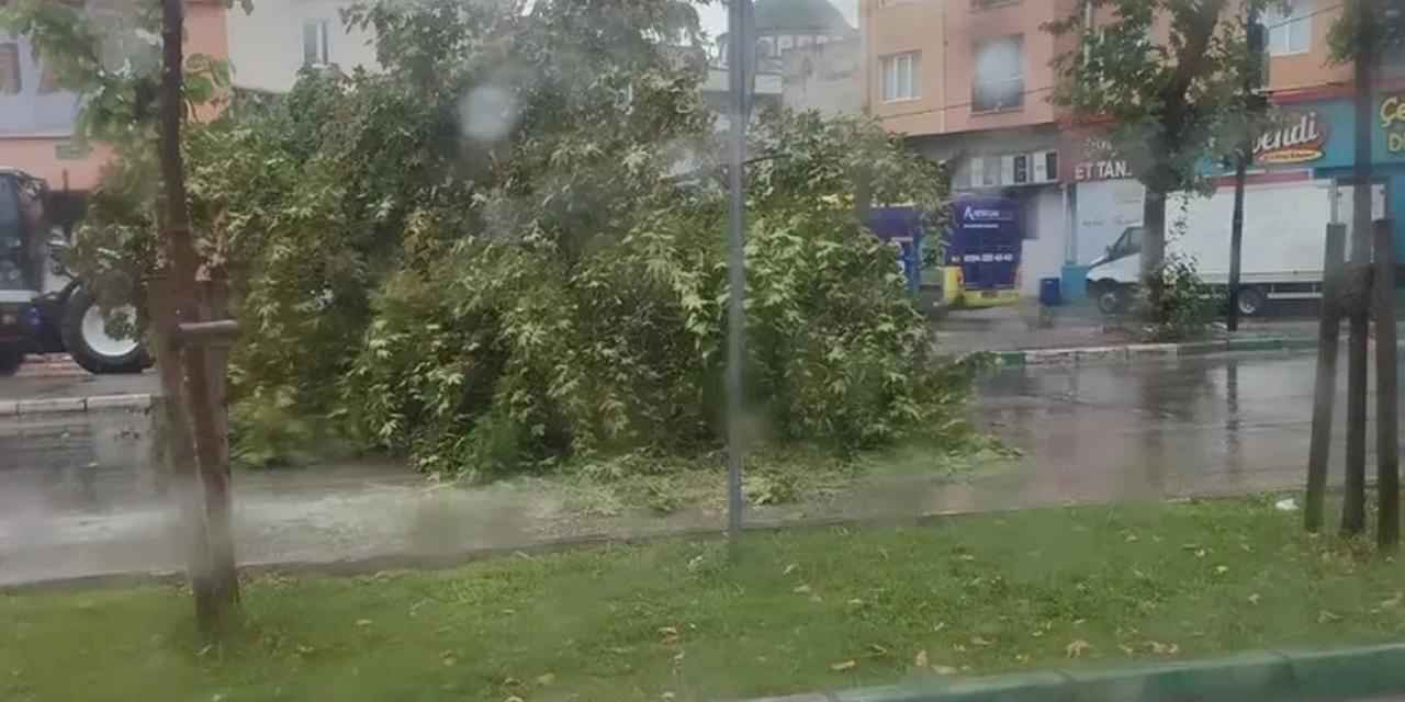 Bursa'da şiddetli yağış ağacı devirdi