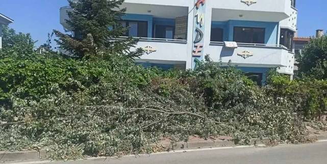 Çamlıca Mahallesi’nde kesilen ağaçlar trafiği engelliyor