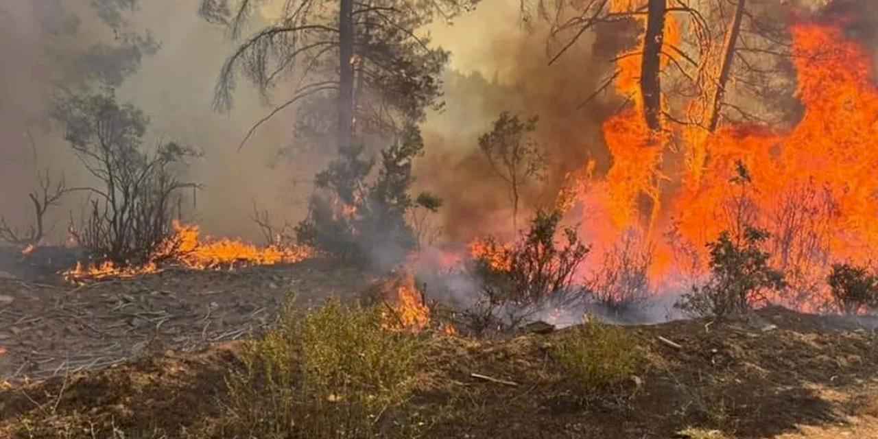 Orhaneli'nde orman yangını çıktı