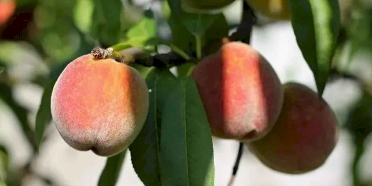 Bursa’da şeftali sezonu devam ediyor