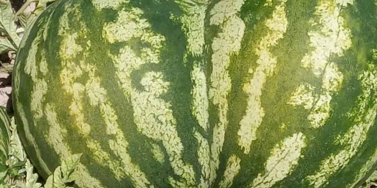 Kalp şeklindeki karpuz şaşkınlık yarattı