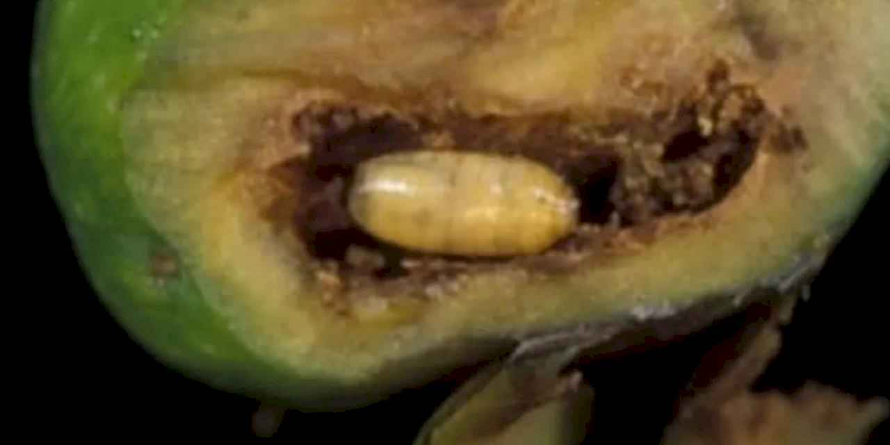 Mudanyalı zeytin üreticilerine 'takoz' uyarısı!