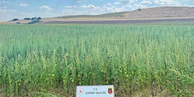 Edirne'de binlerce kök kenevir ele geçirildi