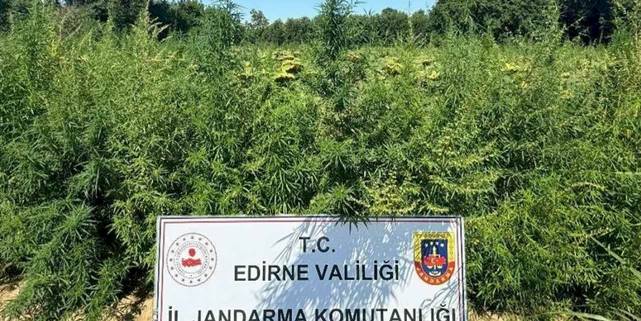 Edirne'de 49 bin 500 kök kenevire imha