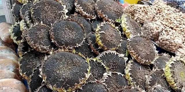 Bursa’nın çerezlik ayçiçeği hasadı başladı