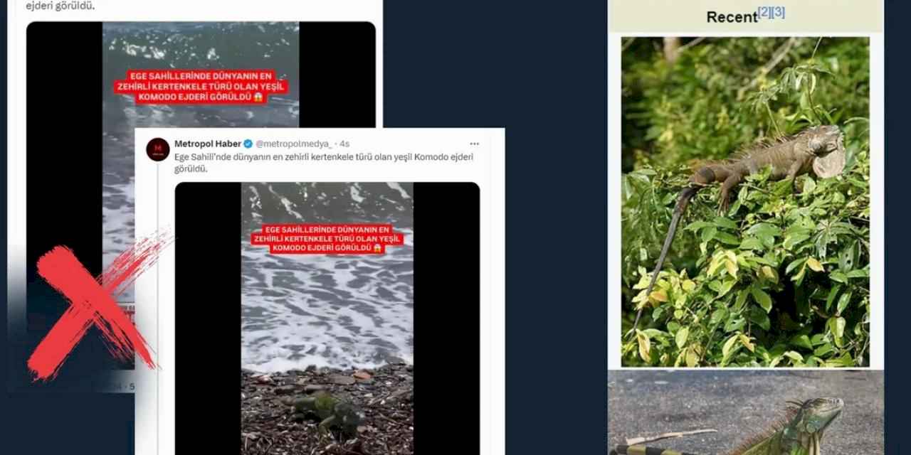 'Yeşil Komodo Ejderi' iddiası dezenformasyon!