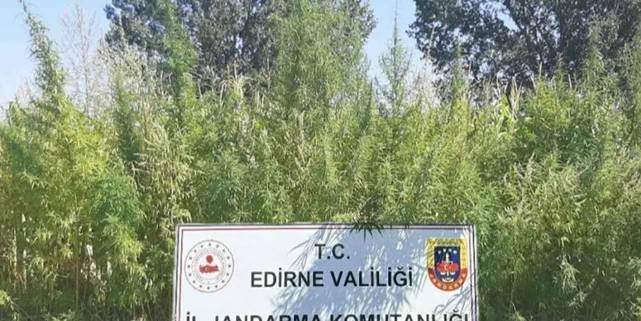 160 bin kök kenevir imha edildi